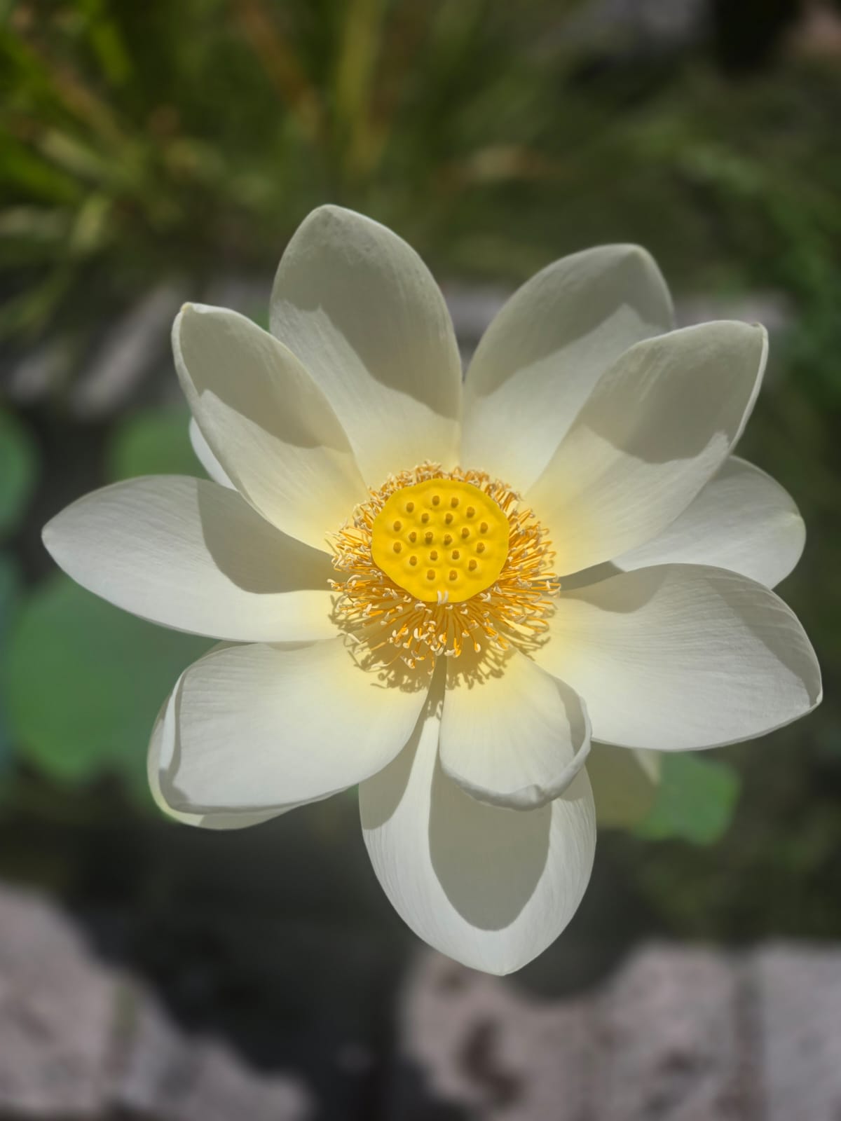 Lotus Blanc